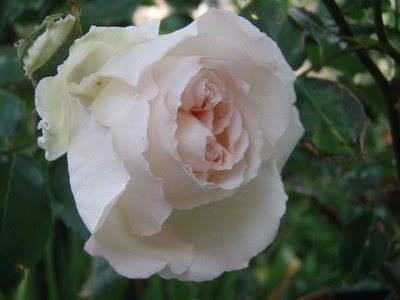 f:id:bluemoonbell:20070509082642j:image