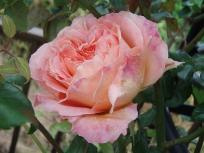 f:id:bluemoonbell:20070510051746j:image