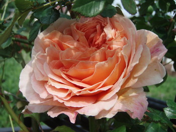 f:id:bluemoonbell:20070510080129j:image:right
