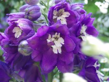 f:id:bluemoonbell:20070511110644j:image:left