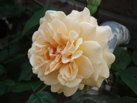 f:id:bluemoonbell:20070516115912j:image