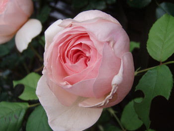 f:id:bluemoonbell:20070519054013j:image