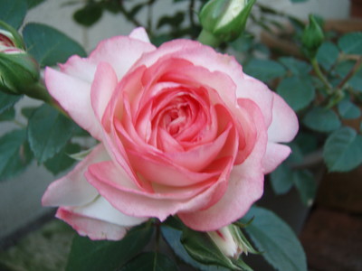 f:id:bluemoonbell:20070520052901j:image