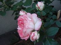 20070520052913
