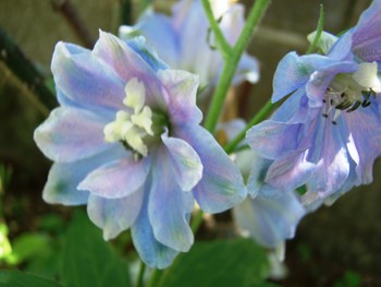 f:id:bluemoonbell:20070520094440j:image:left