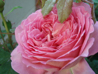 f:id:bluemoonbell:20070523052901j:image