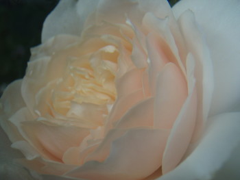 f:id:bluemoonbell:20070523055531j:image:right