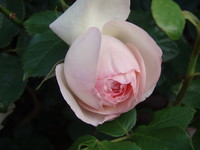 f:id:bluemoonbell:20070523055746j:image