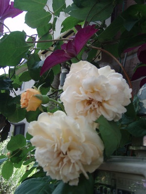 f:id:bluemoonbell:20070523103110j:image