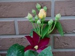 f:id:bluemoonbell:20070523103225j:image