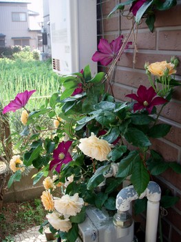 f:id:bluemoonbell:20070524071532j:image:right