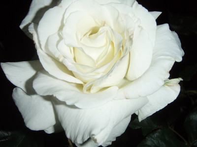 f:id:bluemoonbell:20070524185615j:image