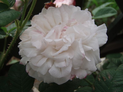 f:id:bluemoonbell:20070525054647j:image