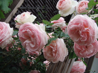 20070525072602