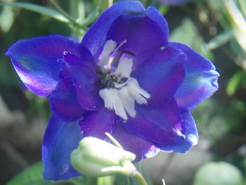 f:id:bluemoonbell:20070527064651j:image:left