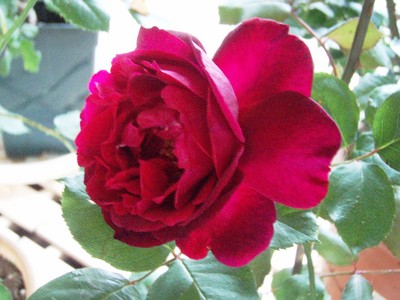 f:id:bluemoonbell:20070601061839j:image
