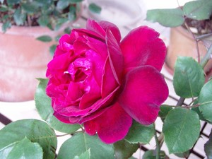f:id:bluemoonbell:20070601061903j:image:right