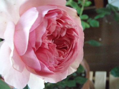 f:id:bluemoonbell:20070601062301j:image