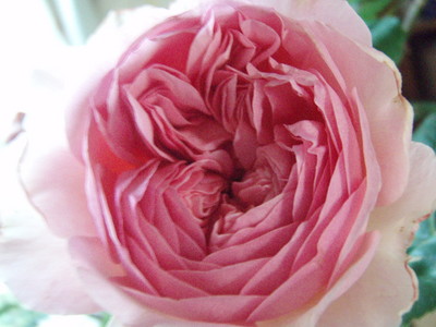 f:id:bluemoonbell:20070601062325j:image
