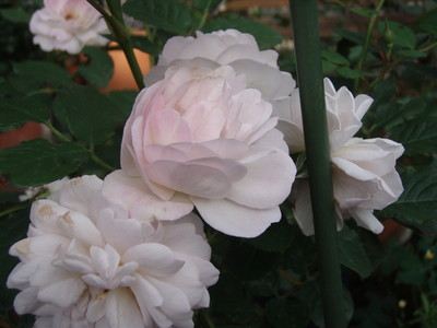 f:id:bluemoonbell:20070602061342j:image