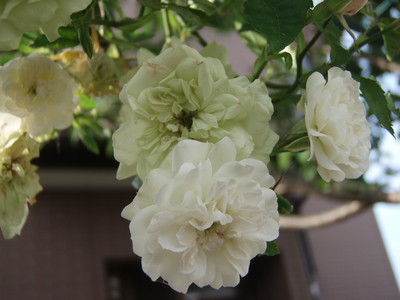 f:id:bluemoonbell:20070602061429j:image
