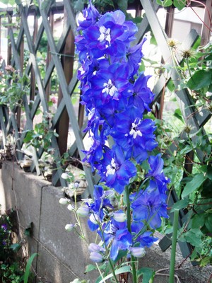 f:id:bluemoonbell:20070602145816j:image