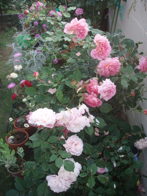 f:id:bluemoonbell:20070606053655j:image:left