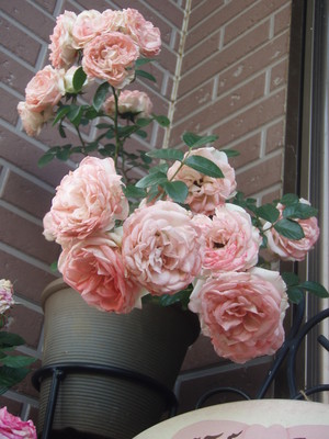 f:id:bluemoonbell:20070606083703j:image:left