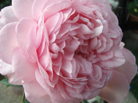 f:id:bluemoonbell:20070607051717j:image