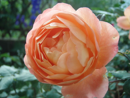 f:id:bluemoonbell:20070607051736j:image