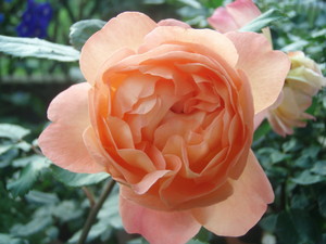 f:id:bluemoonbell:20070607051750j:image:left