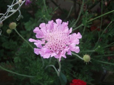 f:id:bluemoonbell:20070607051924j:image