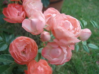 f:id:bluemoonbell:20070607053445j:image