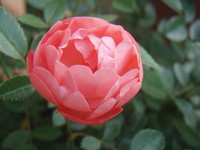 f:id:bluemoonbell:20070607053453j:image