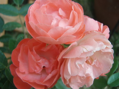 f:id:bluemoonbell:20070607053505j:image