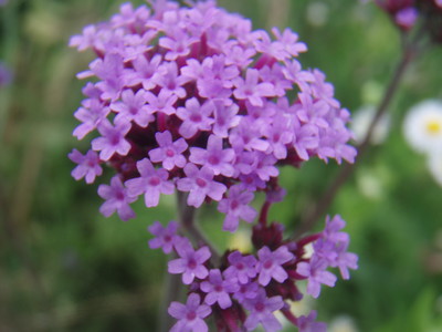 f:id:bluemoonbell:20070607112440j:image