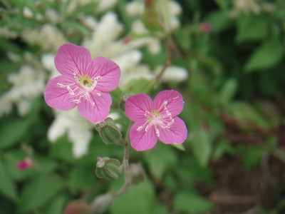 f:id:bluemoonbell:20070607112726j:image