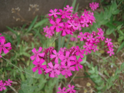 f:id:bluemoonbell:20070607112740j:image