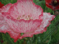 f:id:bluemoonbell:20070607112820j:image