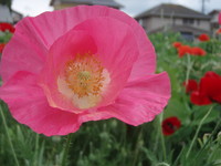 f:id:bluemoonbell:20070607112856j:image