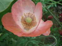 f:id:bluemoonbell:20070607112914j:image