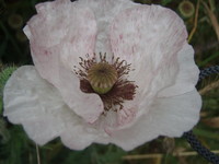 f:id:bluemoonbell:20070607113012j:image