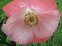 f:id:bluemoonbell:20070607113128j:image
