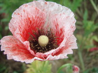 f:id:bluemoonbell:20070607113308j:image