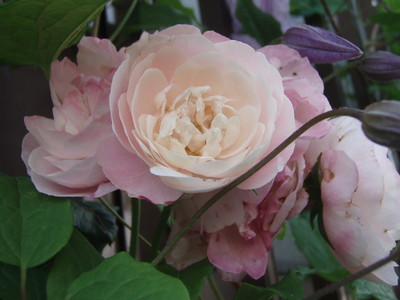 f:id:bluemoonbell:20070607154620j:image