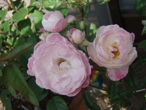 f:id:bluemoonbell:20070609081049j:image:left