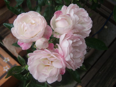 f:id:bluemoonbell:20070611065729j:image
