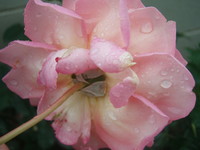 f:id:bluemoonbell:20070611065850j:image