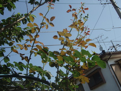 f:id:bluemoonbell:20070612080604j:image