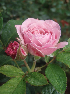 f:id:bluemoonbell:20070613055322j:image